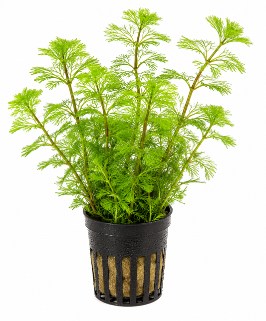 Myriophyllum Pinnatum 5cm Pot