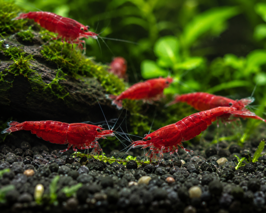 Blood Red Shrimp