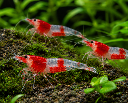 Orange Rili Shrimp