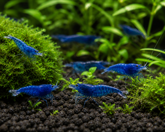 Blue Dream Shrimp