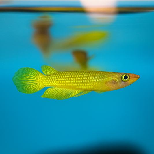 Golden Wonder Panchax