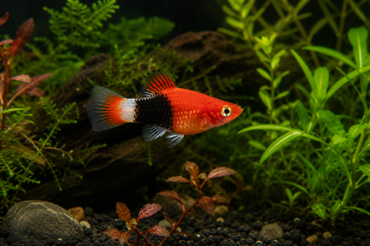 Fancy Guppy - Pairs - (Multiple varieties)