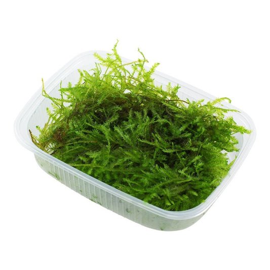 Christmas Moss