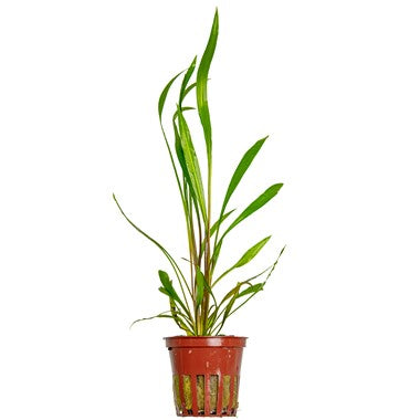 Cryptocoryne spiralis 'Red' 5cm Pot