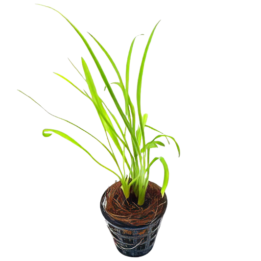 Cryptocoryne Retrospiralis 5cm Pot