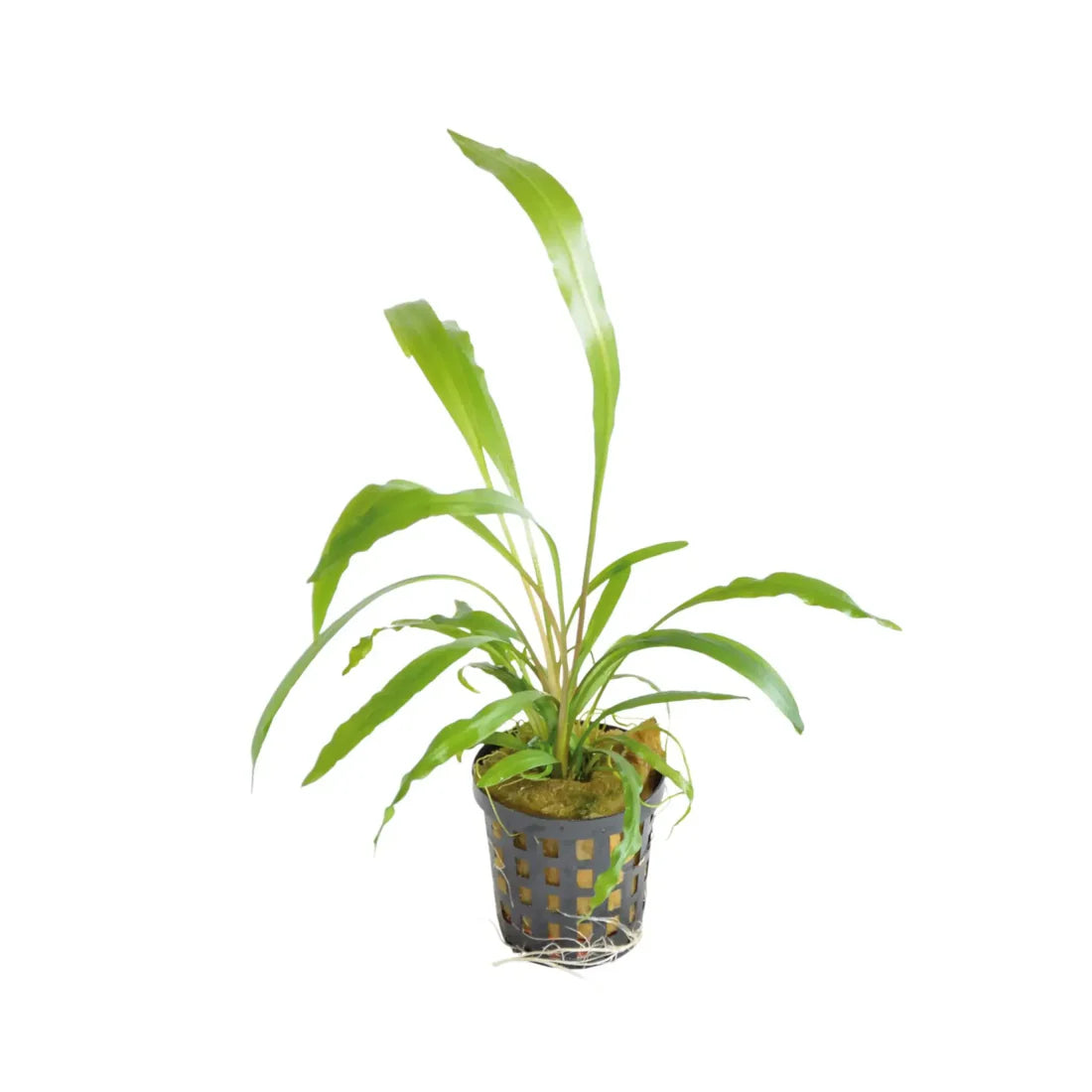 Cryptocoryne Spiralis 5cm pot