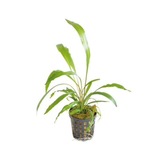 Cryptocoryne Spiralis 5cm pot