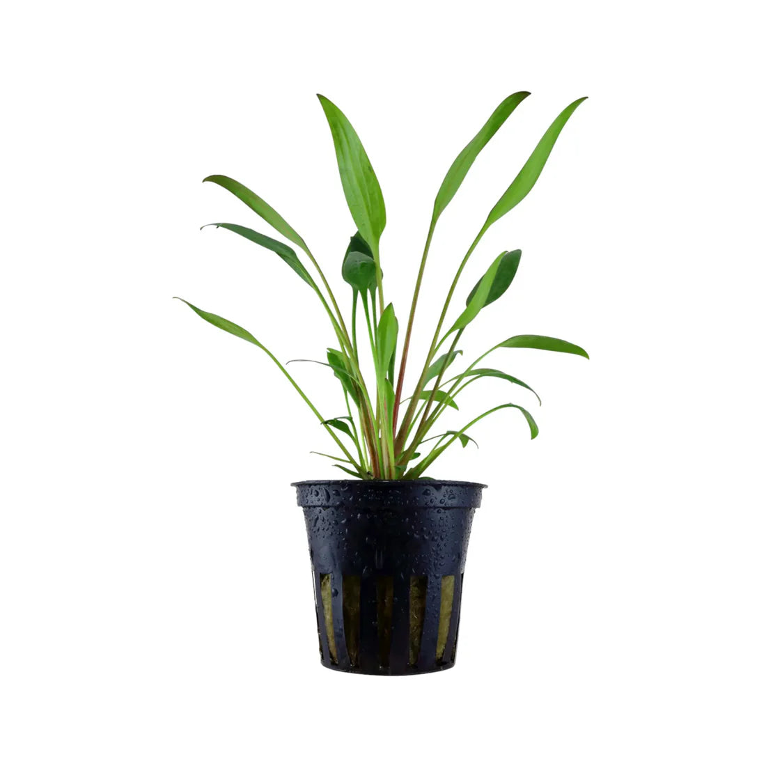Cryptocoryne Willissii 5cm Pot