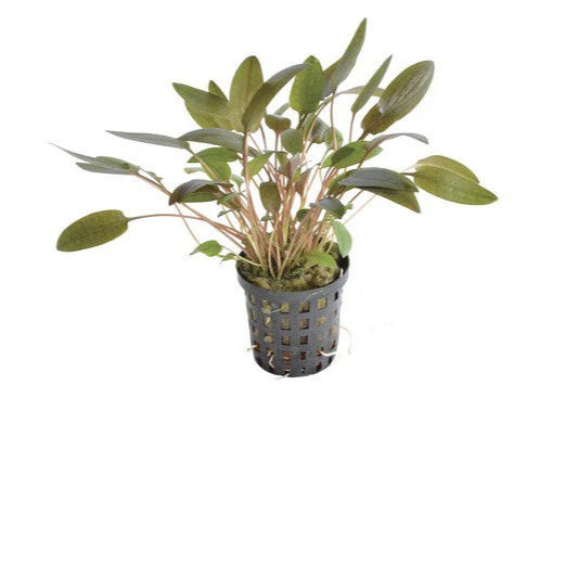Cryptocoryne Mixed 5cm Pot
