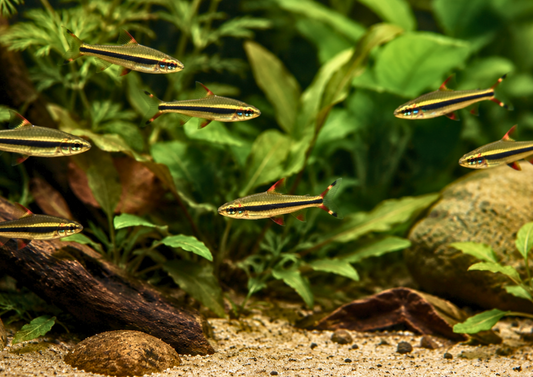 Dwarf Pencilfish
