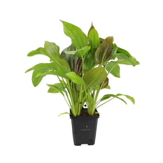 Echinodorus Impai - Mother Plant
