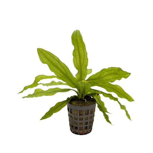 Echinodorus Martii 5cm Pot