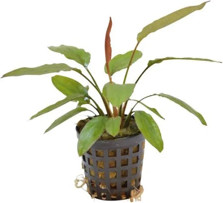 Echinodorus Purpurea 5cm Pot