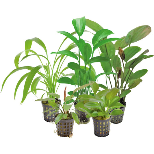 Echinodorus Mix 5cm pot