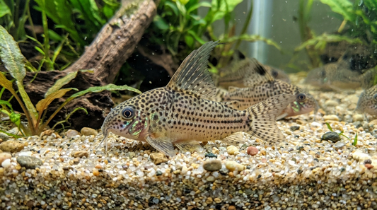High Fin Corydoras