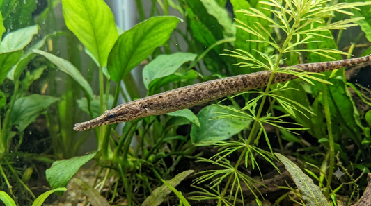 Short Nose Pipefish