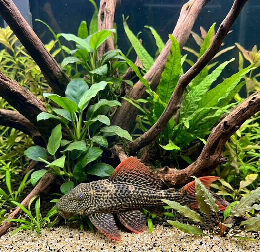 Plecostomus Scarlet Cactus L25