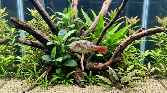Red Eyed Red Tailed Dwarf Puffer