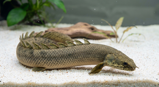 Senegal Bichir