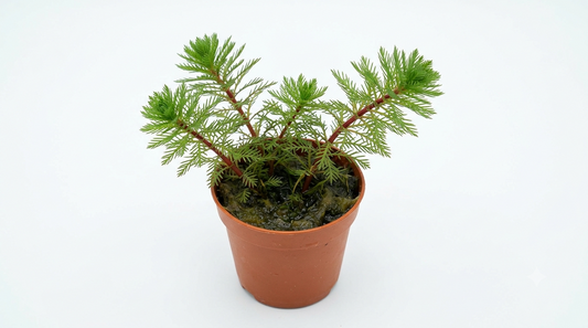 Myriophyllum Brasiliensis Red Stem 5cm Pot