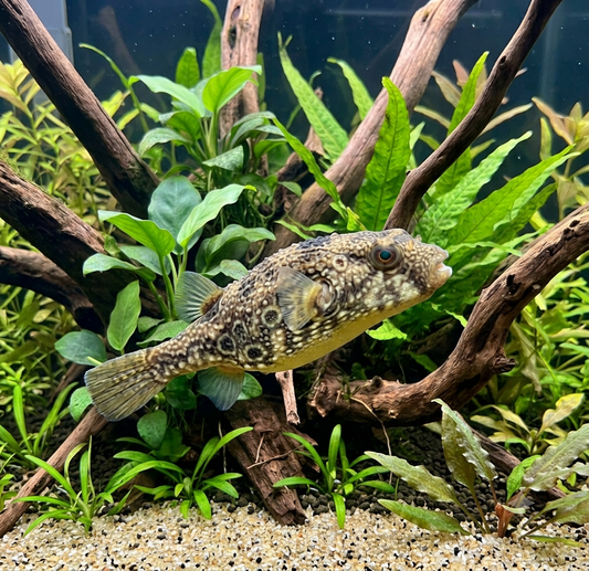 Dragon Pufferfish