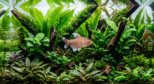 White Fin RosyTetra