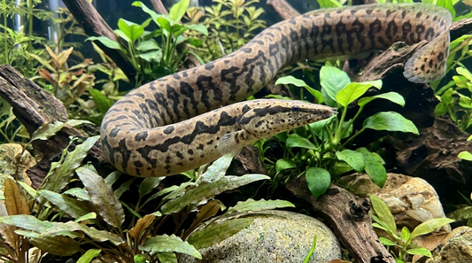 Zig Zag Eel
