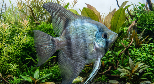 Pinoy Smoke Angelfish