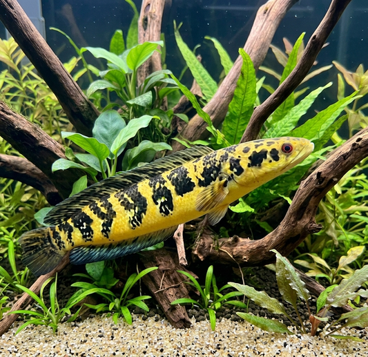 Yellow Lake Sentarum Snakehead
