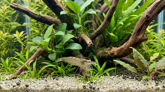 Yamatoa Shrimp