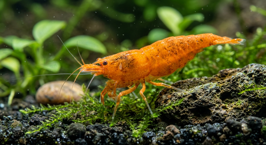 Orange Sakura Shrimp