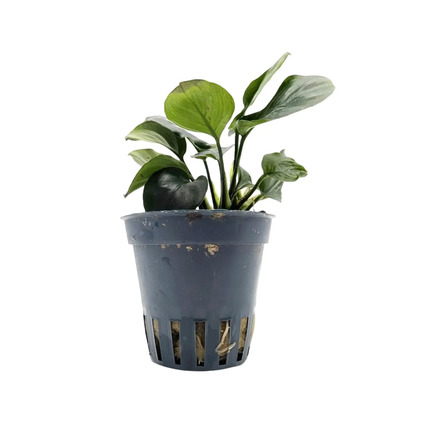 Anubias "Golden Coin" 5cm Pot