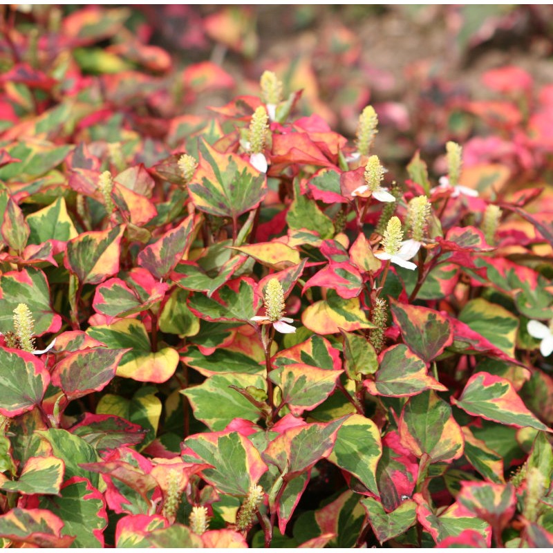 Houttuynia Cordata 'Chameleon' - (Chameleon Plant) 1ltr