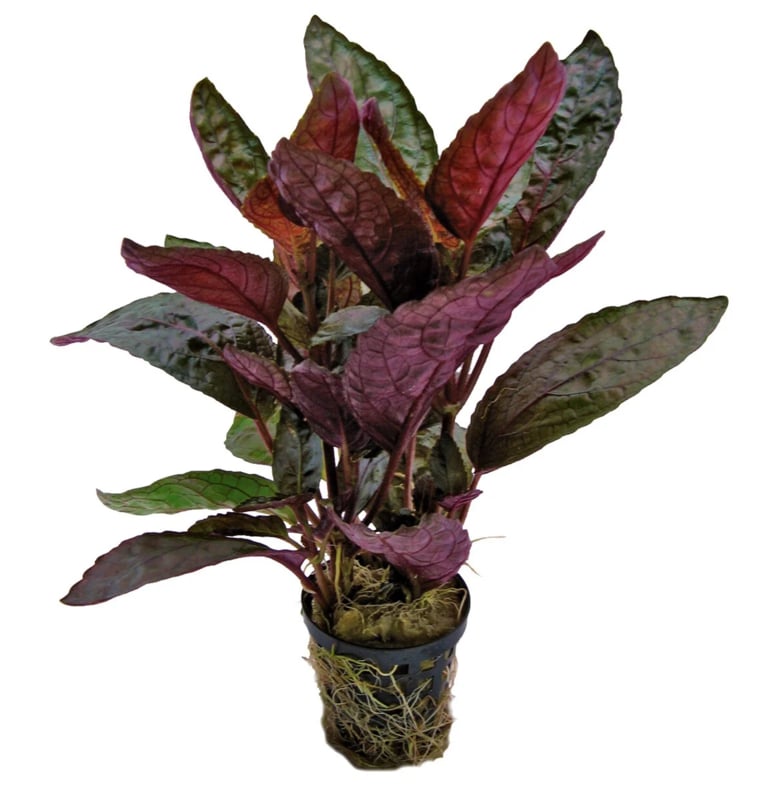 Hemis Colorata Hemiographis Colorata 5cm Pot – Snuffle and Swim