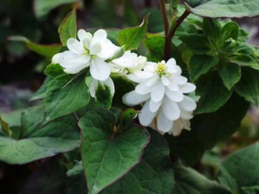 Houttuynia Cordata 'Plena' - (Double Flowered Chameleon Plant) 1 ltr