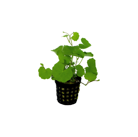 Hydrocotyle Leucocephala 5cm Pot