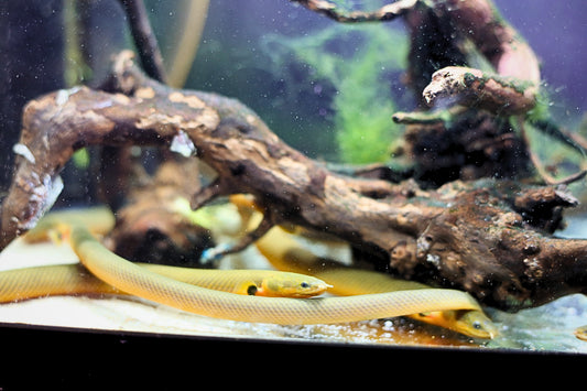 Reed Fish (Rope Fish)
