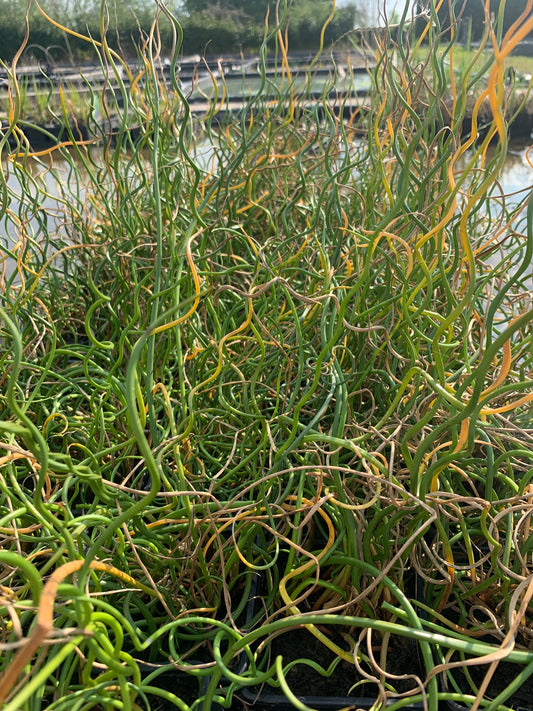 Juncus Effusus Spiralis - (Corkscrew Rush) 1 ltr