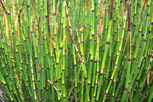 Equisetum Hyemale - (Rough Horsetail/ Scouring Rush) 1 ltr