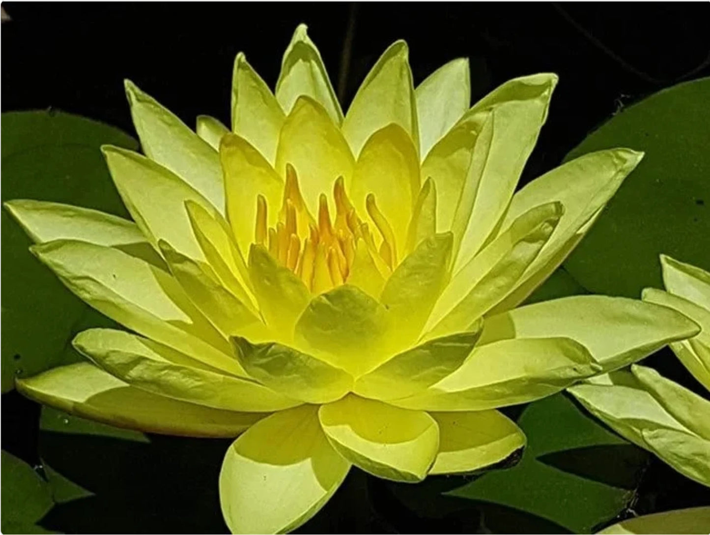 Nymphaea - (Water Lily) - Joey Tomocik 3 ltr