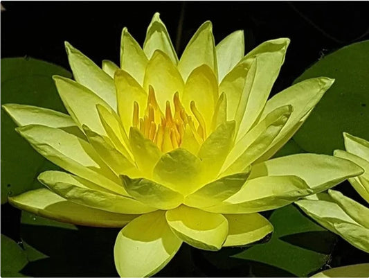 Nymphaea - (Water Lily) - Joey Tomocik 3 ltr