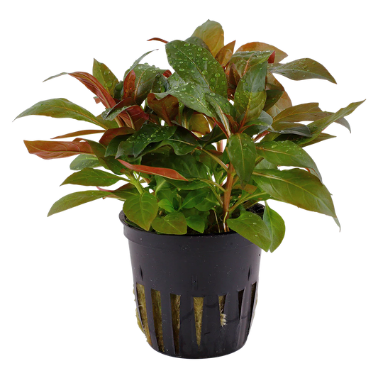 Ludwigia Glandulosa 5cm pot