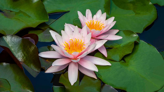 Nymphaea. Marliacea Rosea 3ltr