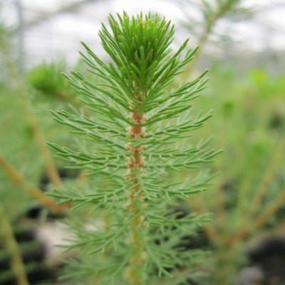 Myriophyllum Crispatum - (Upright Water Milfoil) 1ltr
