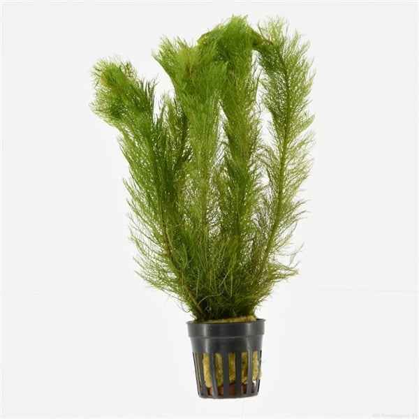 Myriophyllum Scabratum 5cm Pot