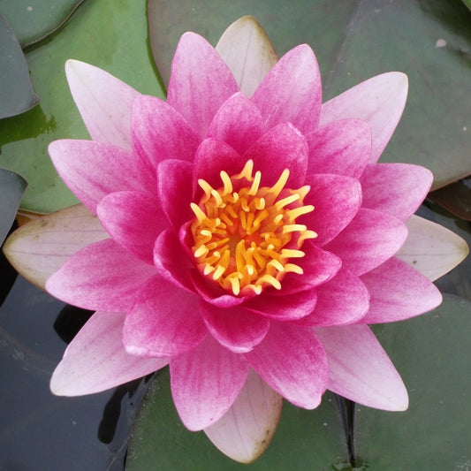 Nymphaea - (Water Lily) - Charles De Meurville 3 ltr