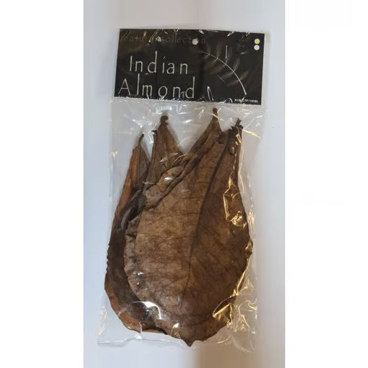 Natural Collection Catappa Leaves Small