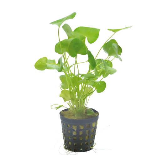 Nymhpoides SP. Taiwan 5cm pot
