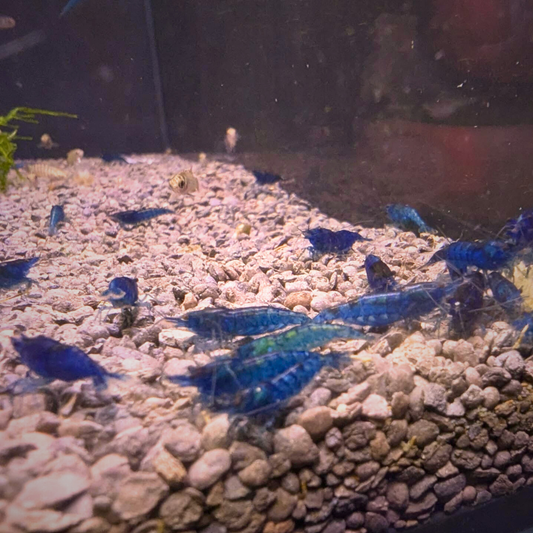 Blue Diamond Shrimp