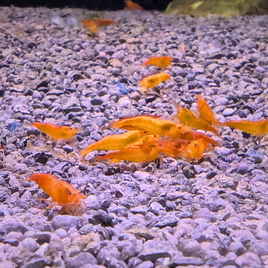 Orange Bee Shrimp